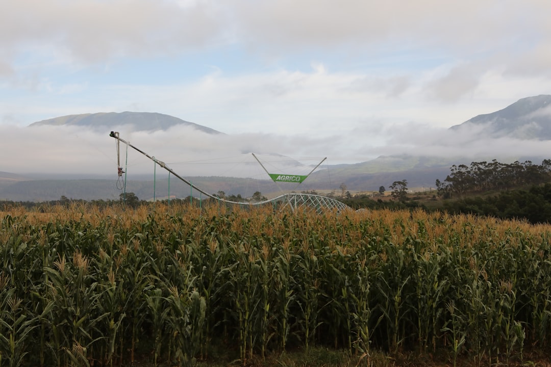 Campo De Grama Verde Sob O Ceu Branco Durante O Dia 81SrlTw8yXE