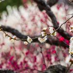 Detailed view of blooming plum tree branches with red and white flowers.