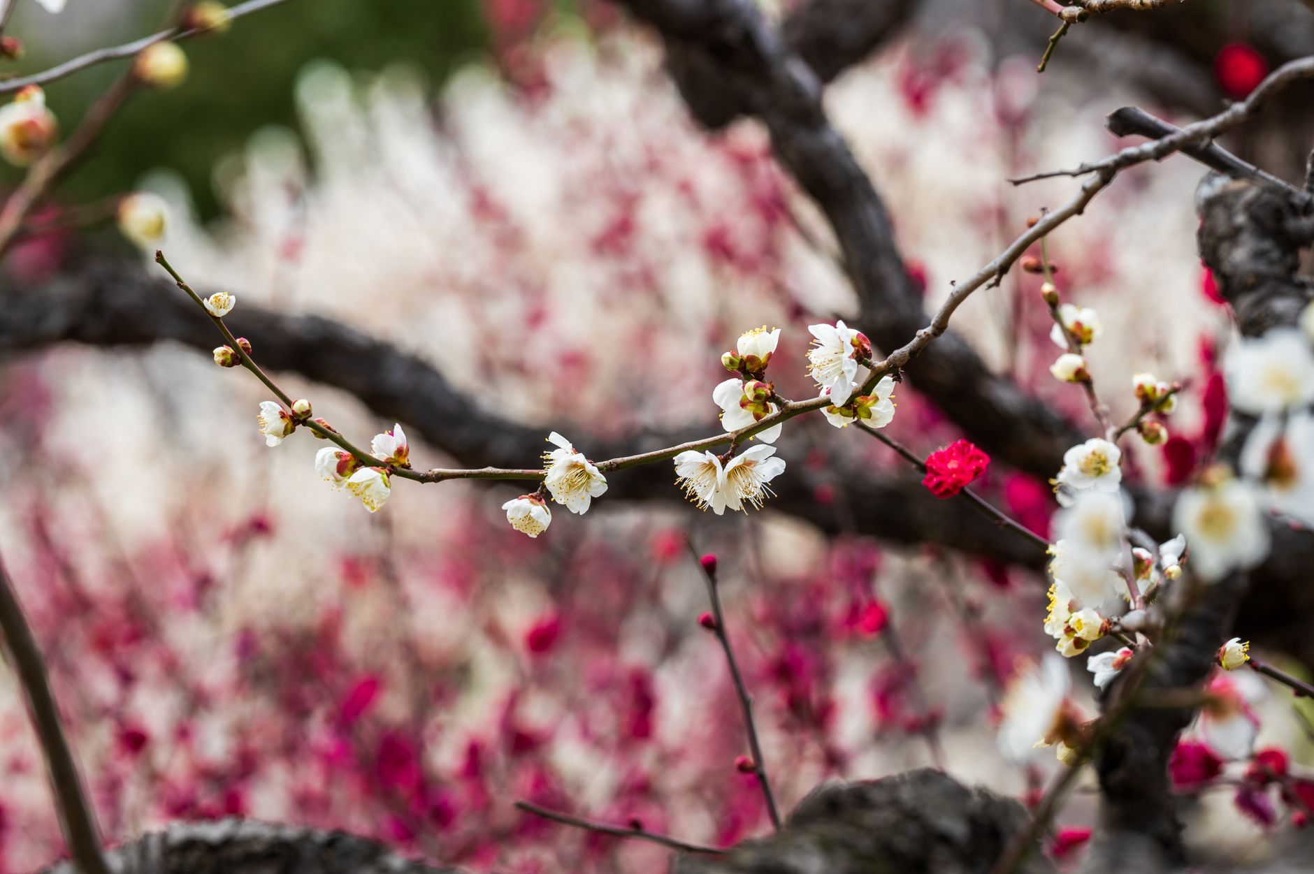 Detailed view of blooming plum tree branches with red and white flowers.