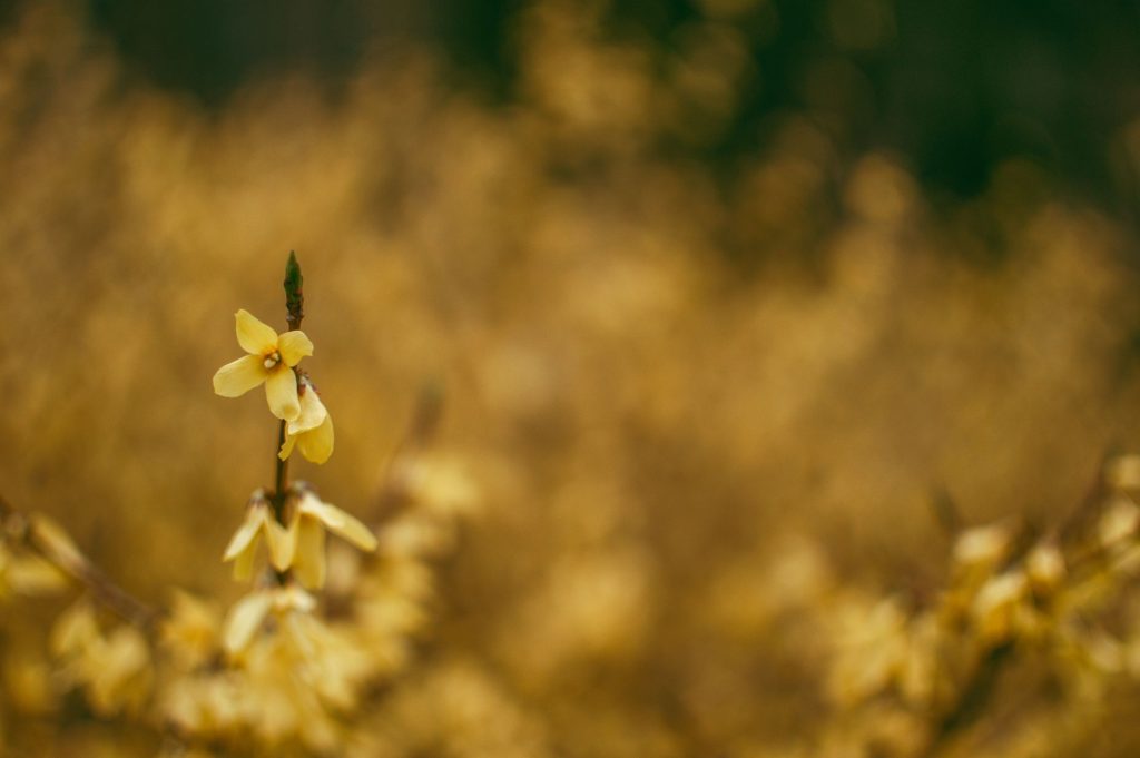 Beautiful close-up of blooming forsythia flowers in Łódź during springtime.