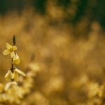 Beautiful close-up of blooming forsythia flowers in Łódź during springtime.