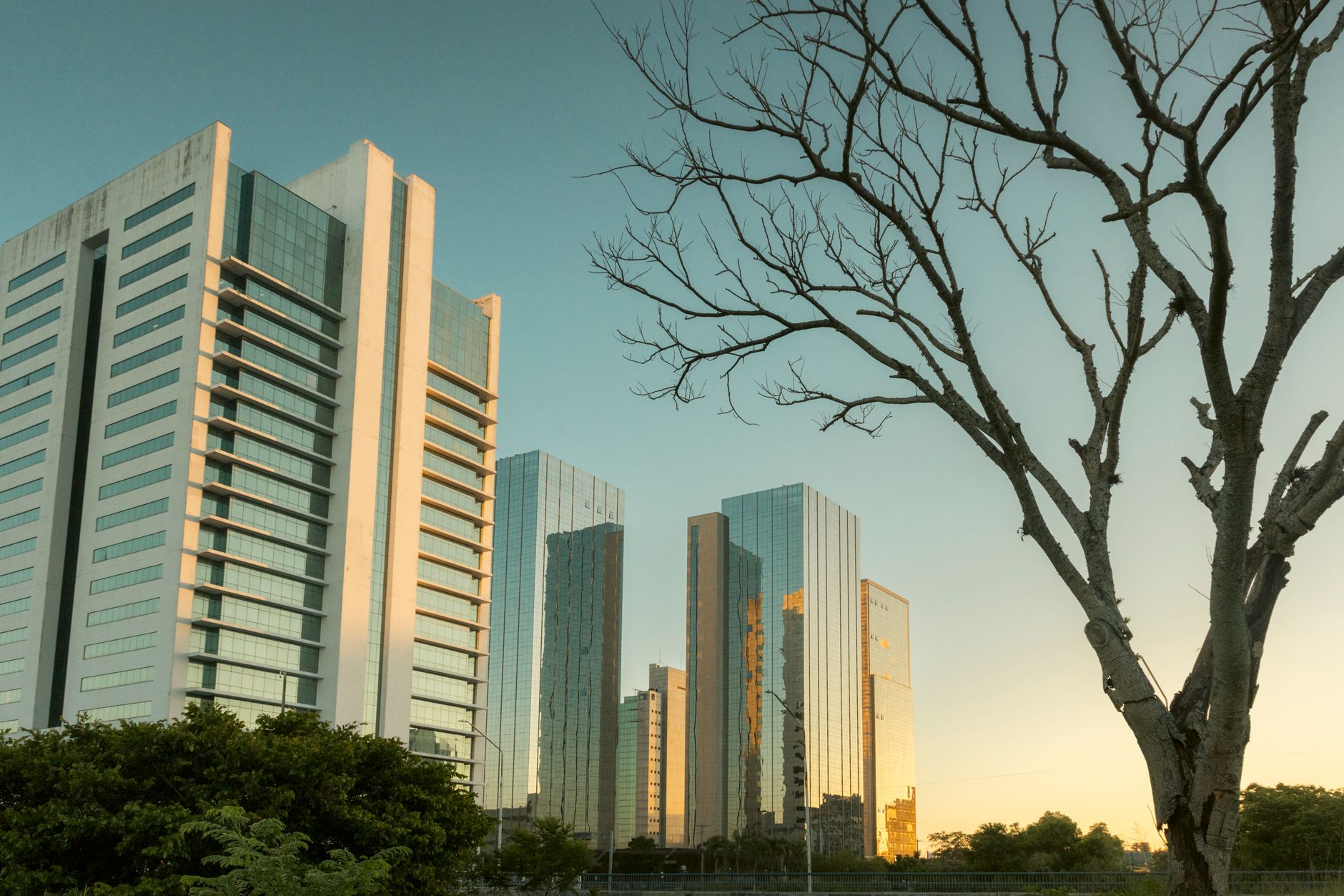 Sunlit skyscrapers with a bare tree foreground in Porto Alegre, Brazil, during sunset.