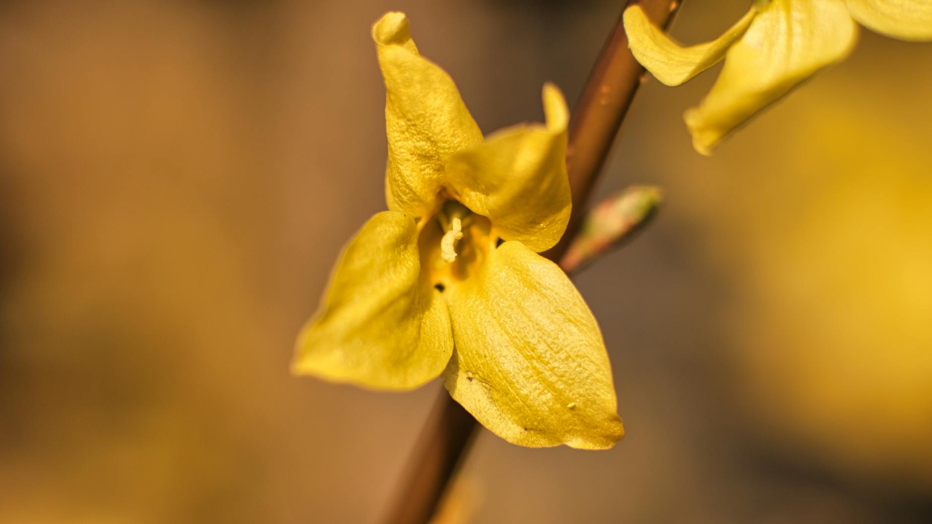 A detailed macro shot of a yellow forsythia flower with soft, delicate petals symbolizing spring beauty.
