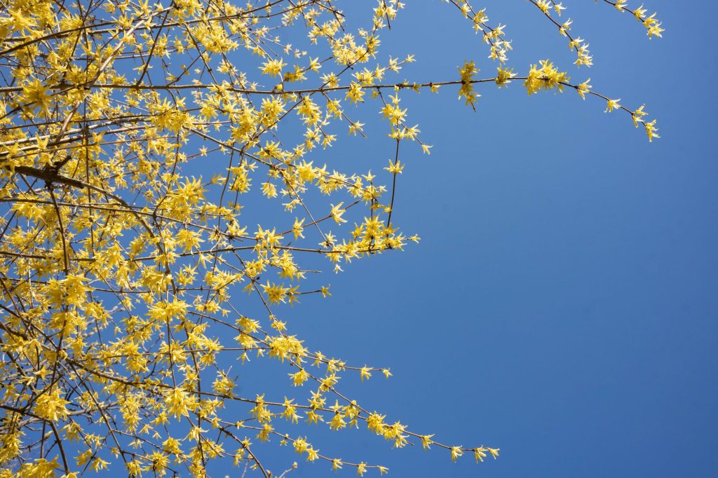 Bright yellow forsythia branches contrast against a clear blue sky, capturing spring's essence.