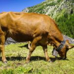 A brown cow grazing peacefully in a lush mountain pasture in Sainte-Foy-Tarentaise, France.