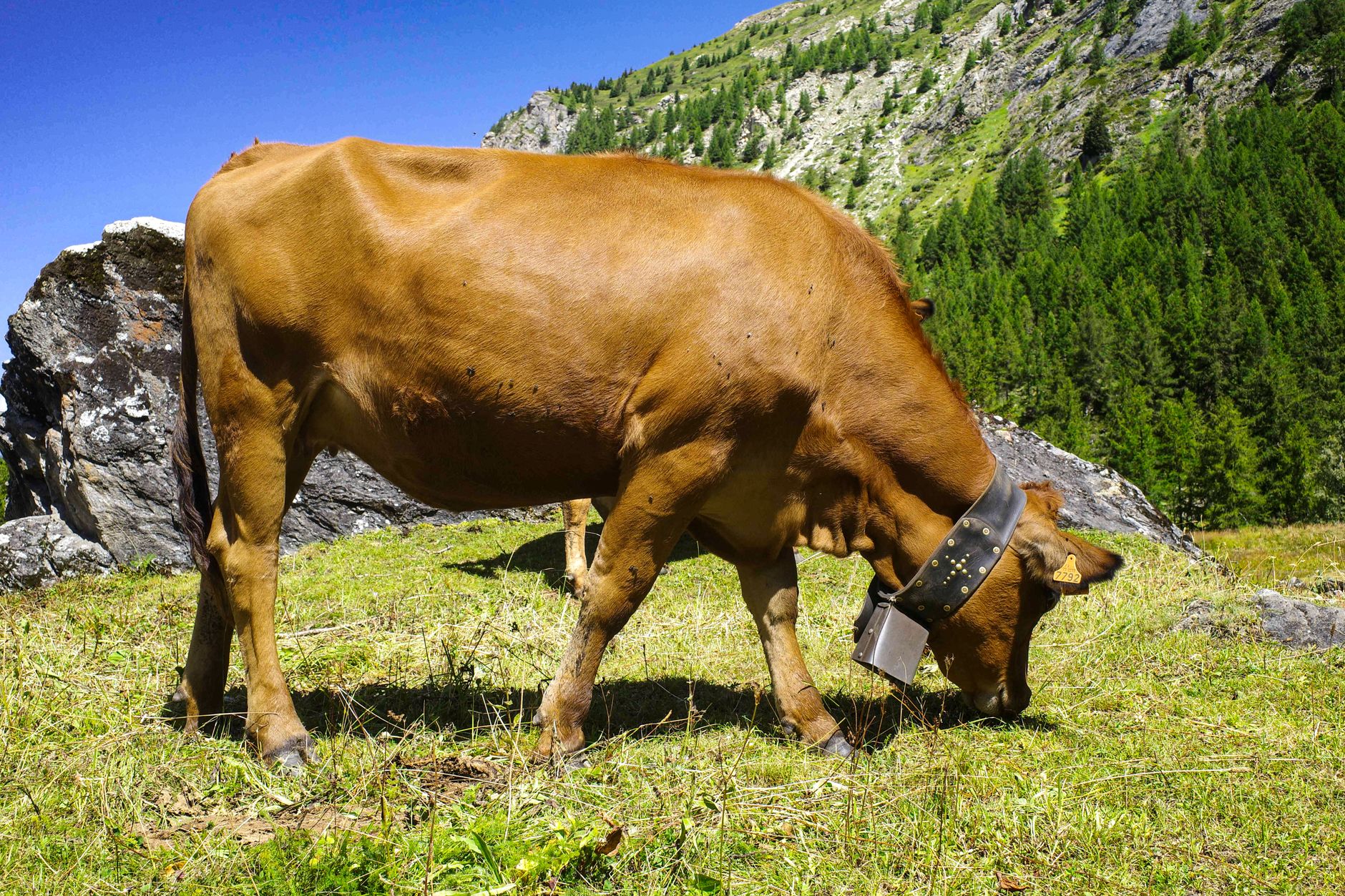 A brown cow grazing peacefully in a lush mountain pasture in Sainte-Foy-Tarentaise, France.