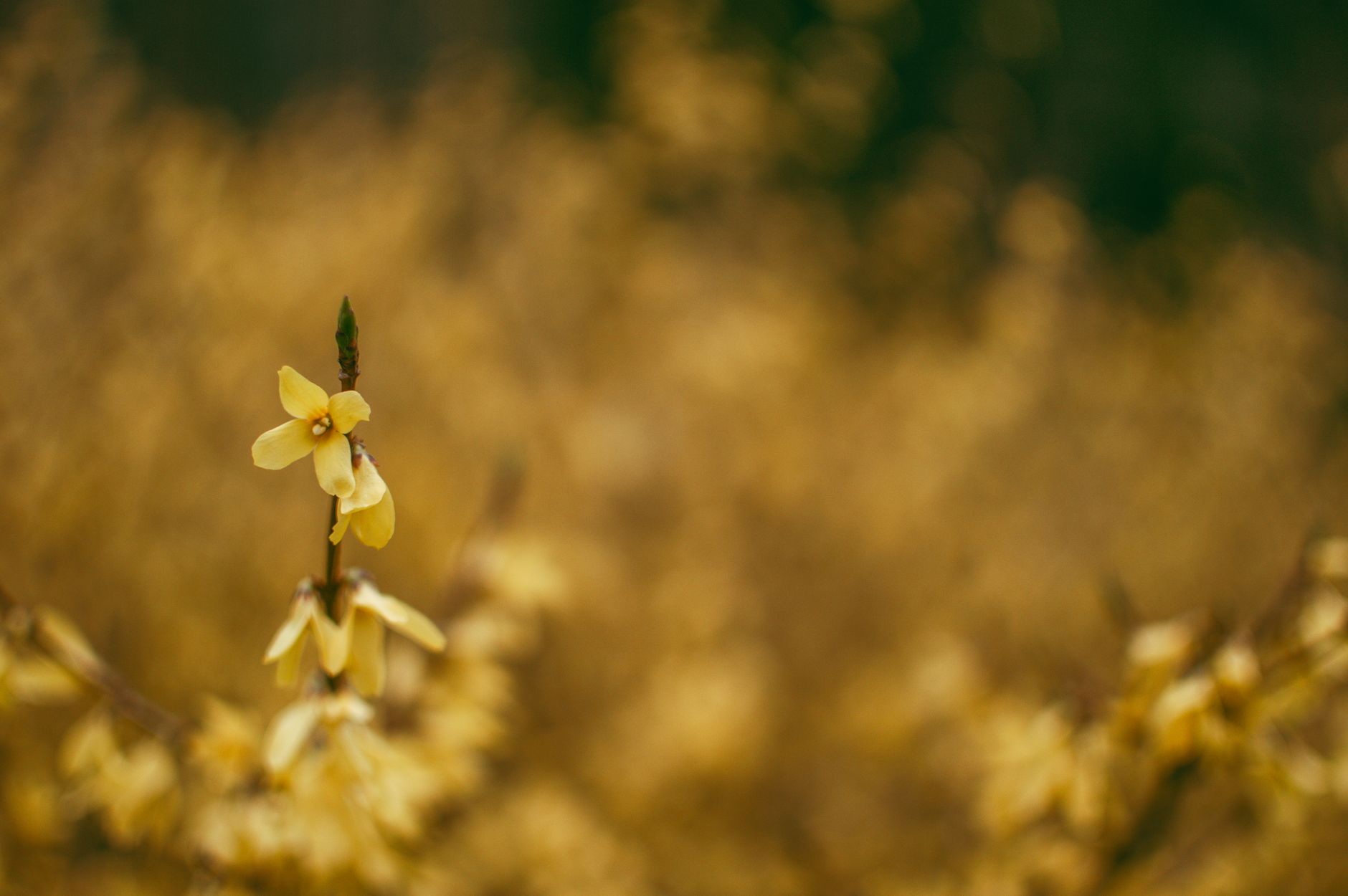 Beautiful close-up of blooming forsythia flowers in Łódź during springtime.