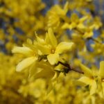 Bright yellow forsythia flowers in full bloom, capturing the essence of spring.