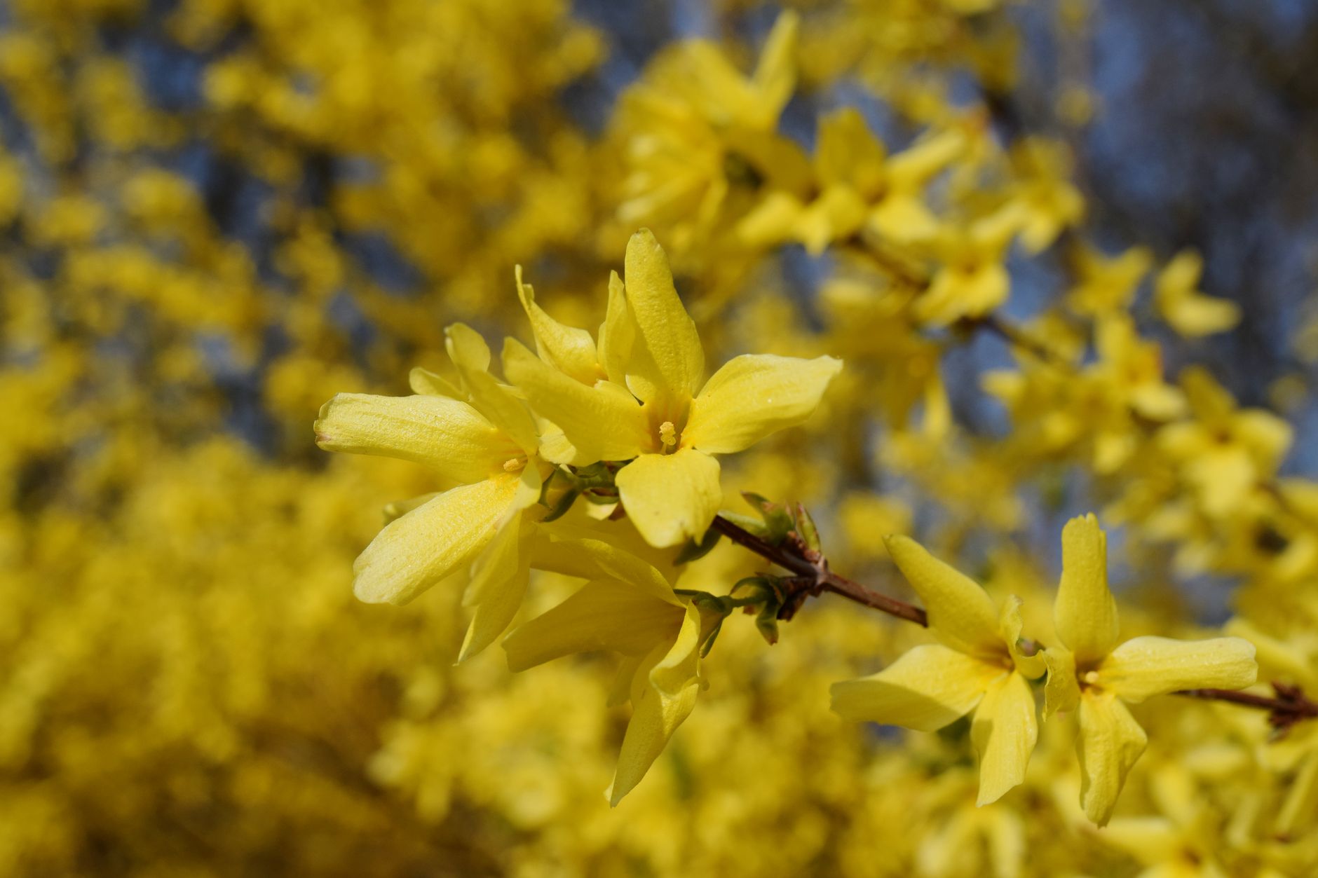 Bright yellow forsythia flowers in full bloom, capturing the essence of spring.