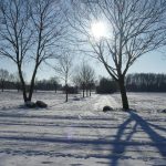 Tranquil winter scene featuring snow-covered fields and sunlit bare trees.