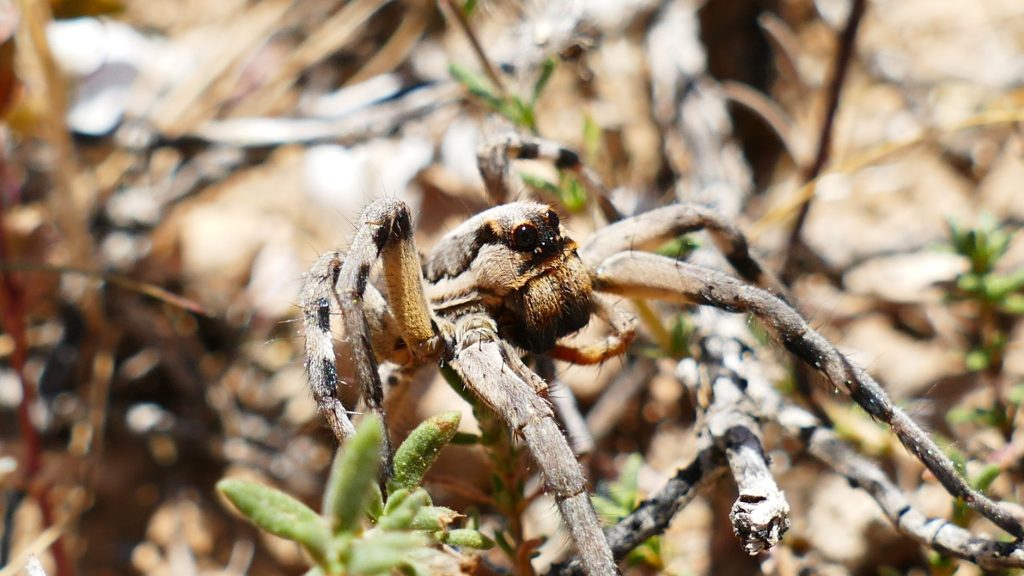 Detailed close-up of a wolf spider resting on twigs, showcasing its natural camouflage.