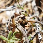 Detailed close-up of a wolf spider resting on twigs, showcasing its natural camouflage.