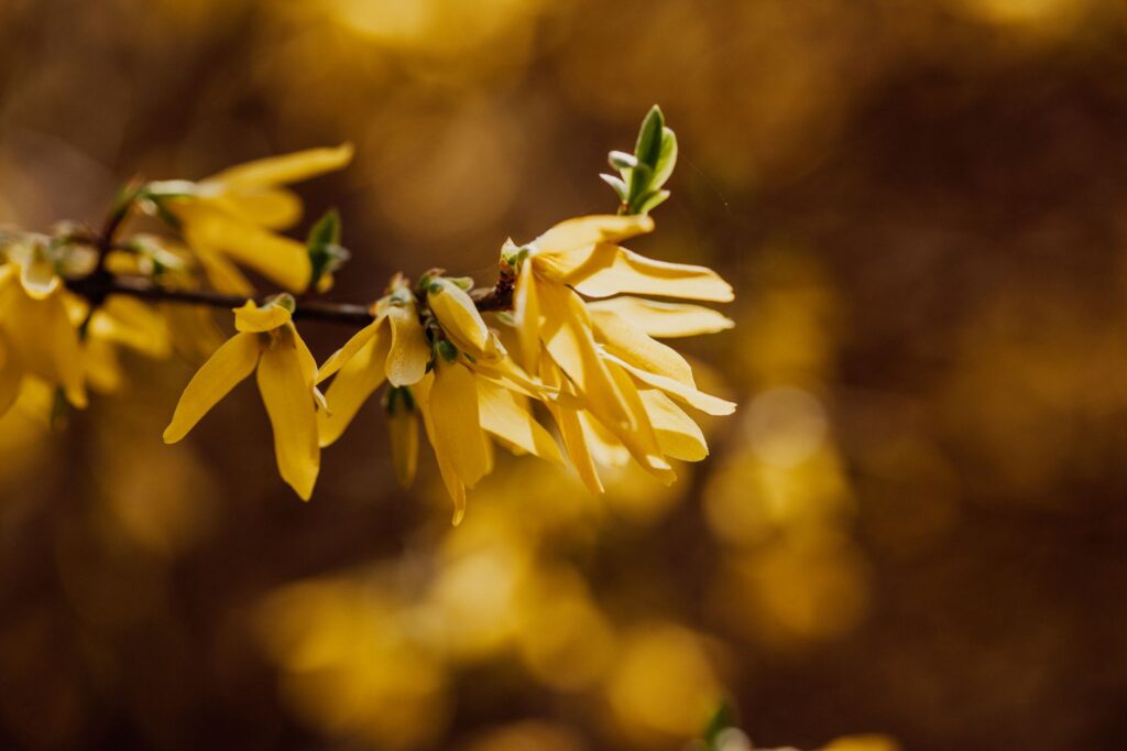 Beautiful close-up of vibrant yellow forsythia blossoms against a warm, blurred background.