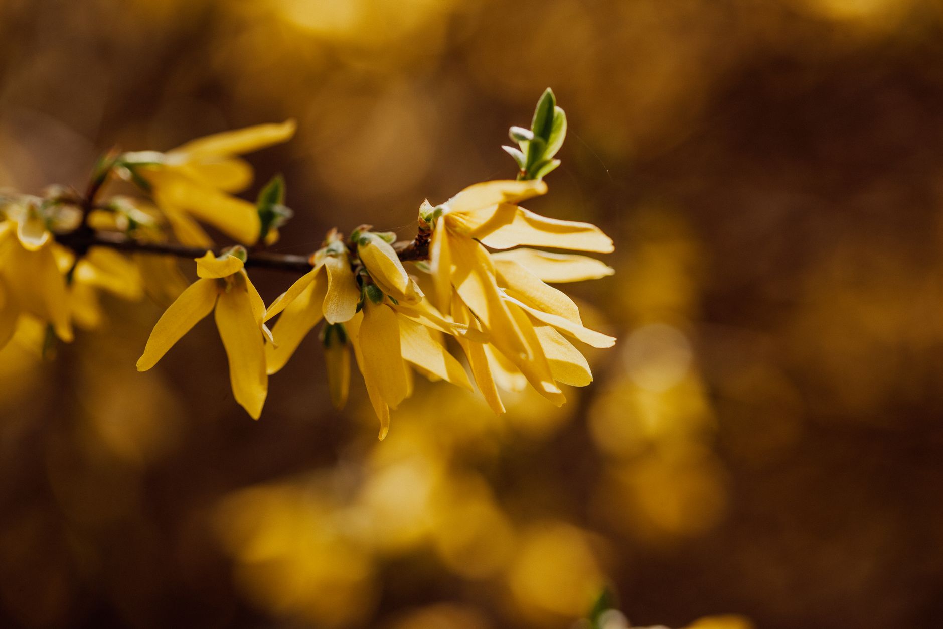 Beautiful close-up of vibrant yellow forsythia blossoms against a warm, blurred background.