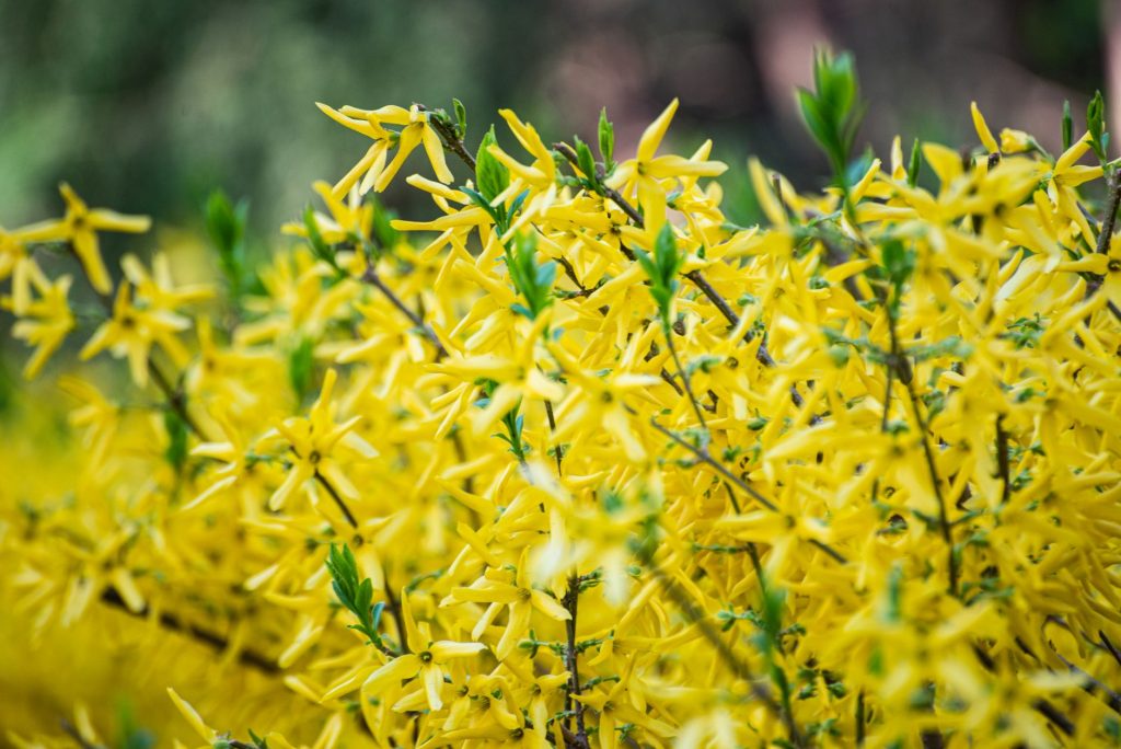 Close-up of bright yellow forsythia flowers in full bloom during spring.