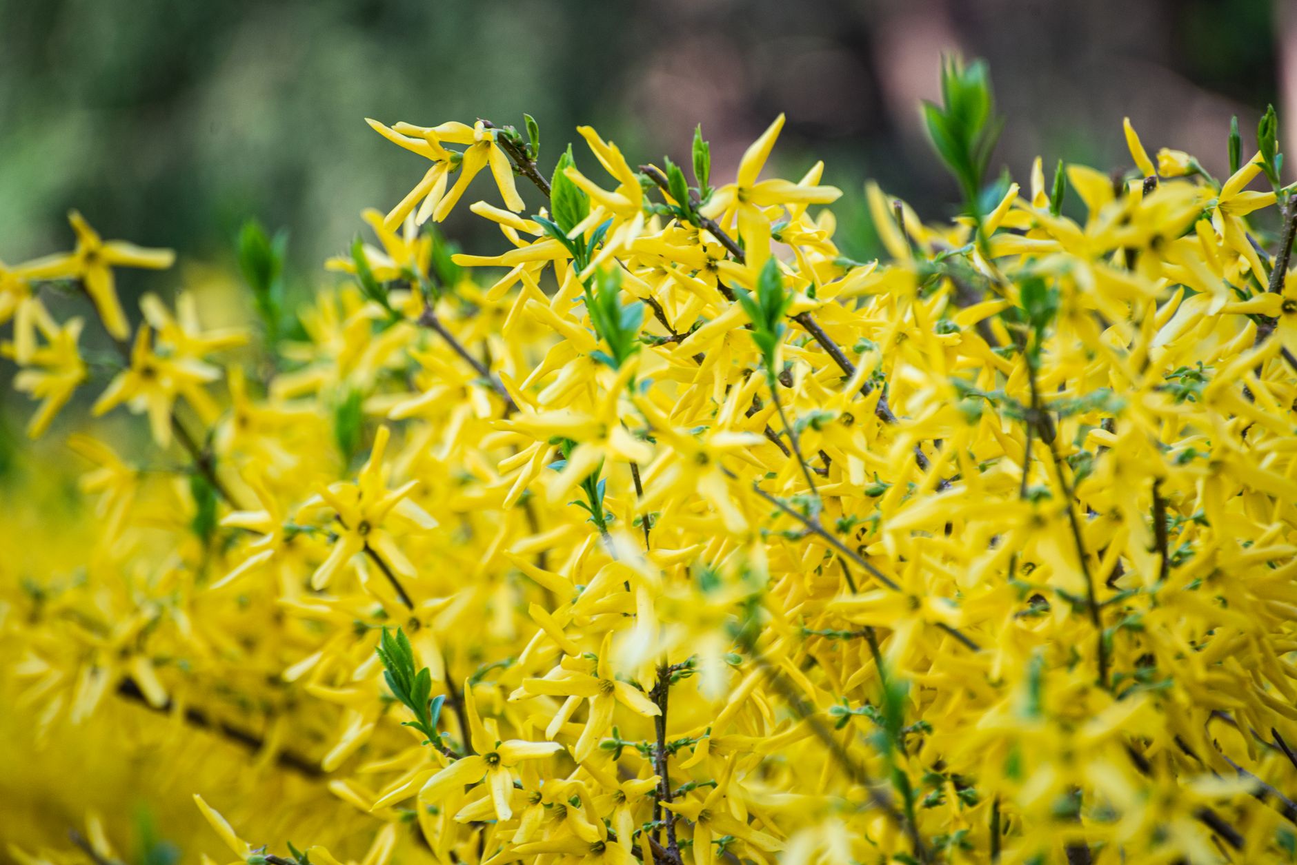 Close-up of bright yellow forsythia flowers in full bloom during spring.