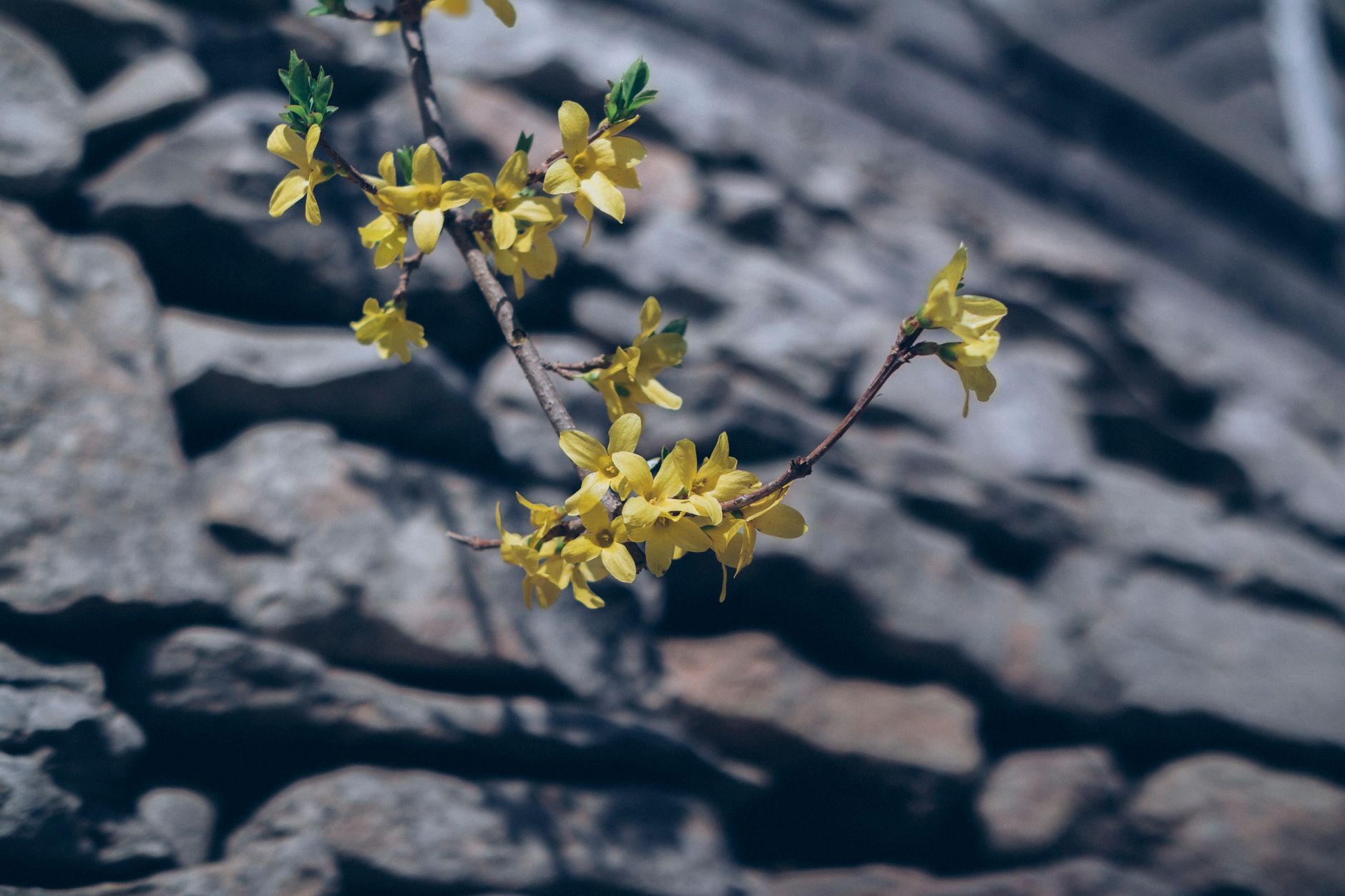 Vibrant yellow forsythia blossoms stand out against a textured stone wall background in this sunlight image.